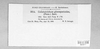 Colletotrichum gloeosporioides image